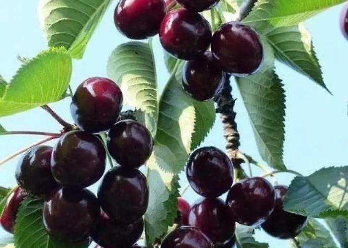 De Steltenberg In De Betuwe Semesterbostad Zoelen