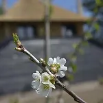 De Steltenberg In De Betuwe * Zoelen